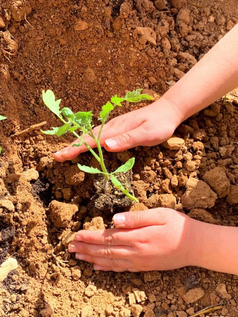 Avoid Common Raised Bed Gardening Mistakes for a Bountiful Harvest