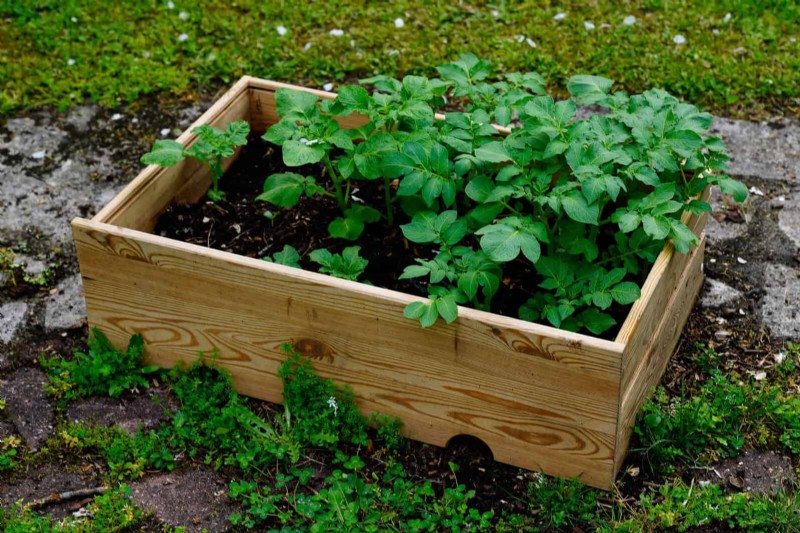 Avoid Common Raised Bed Gardening Mistakes for a Bountiful Harvest