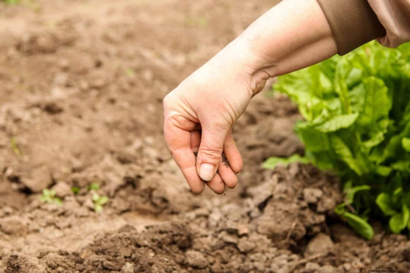 Avoid Common Raised Bed Gardening Mistakes for a Bountiful Harvest