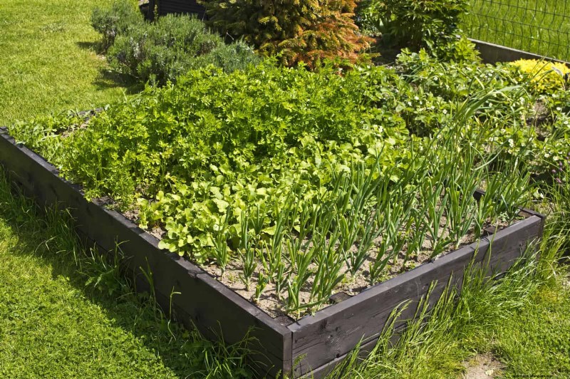 Avoid Common Raised Bed Gardening Mistakes for a Bountiful Harvest