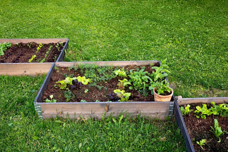 Avoid Common Raised Bed Gardening Mistakes for a Bountiful Harvest