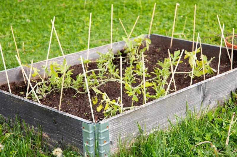 Avoid Common Raised Bed Gardening Mistakes for a Bountiful Harvest