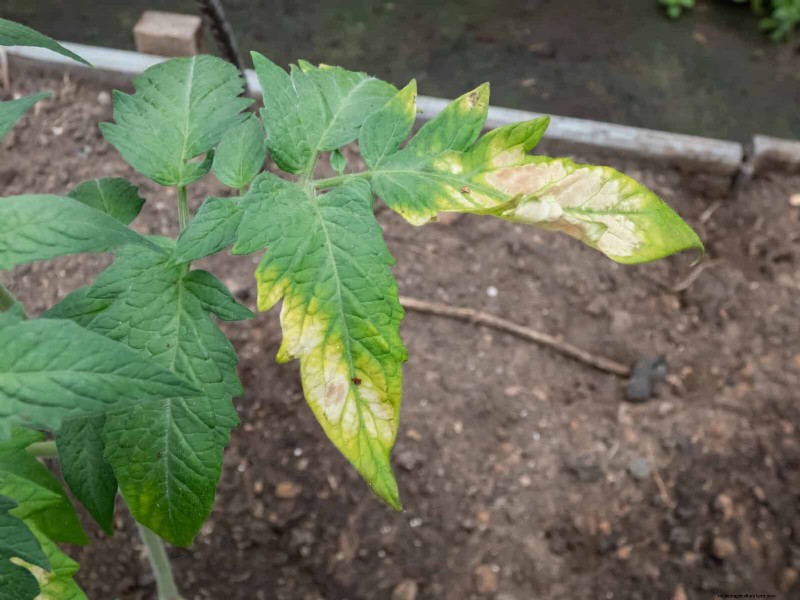Avoid Common Raised Bed Gardening Mistakes for a Bountiful Harvest