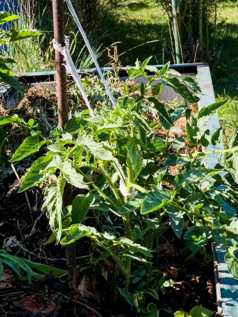 Avoid Common Raised Bed Gardening Mistakes for a Bountiful Harvest
