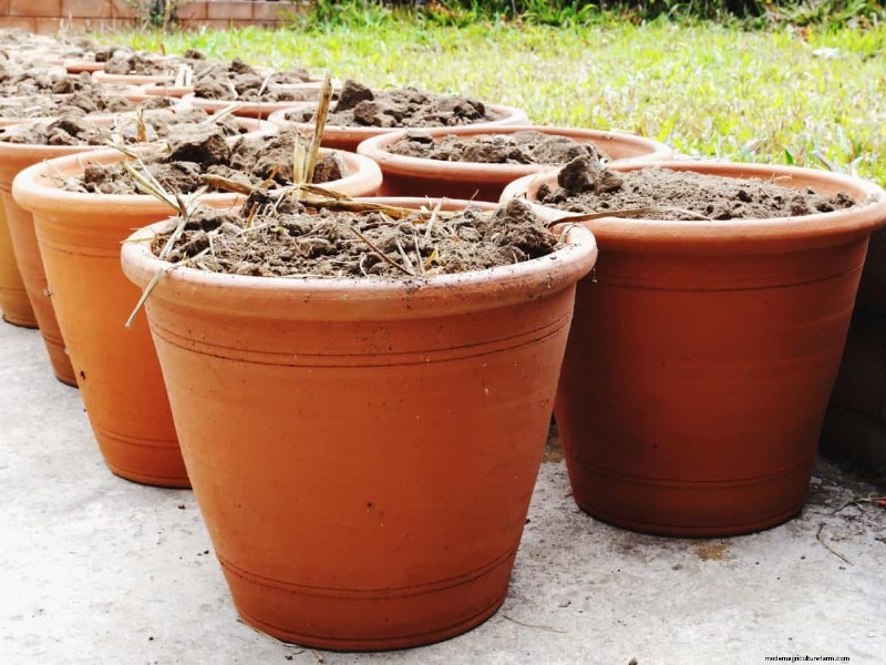 Reusing Used Potting Soil: Creative & Sustainable Ideas