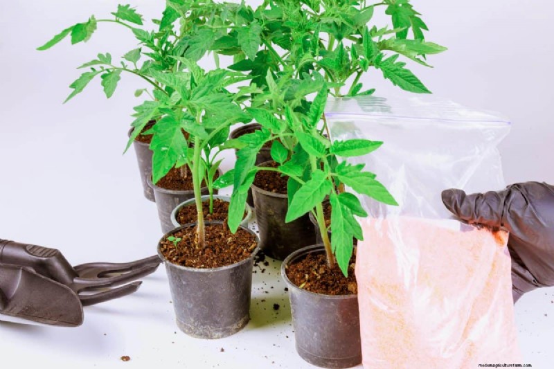 Reusing Used Potting Soil: Creative & Sustainable Ideas