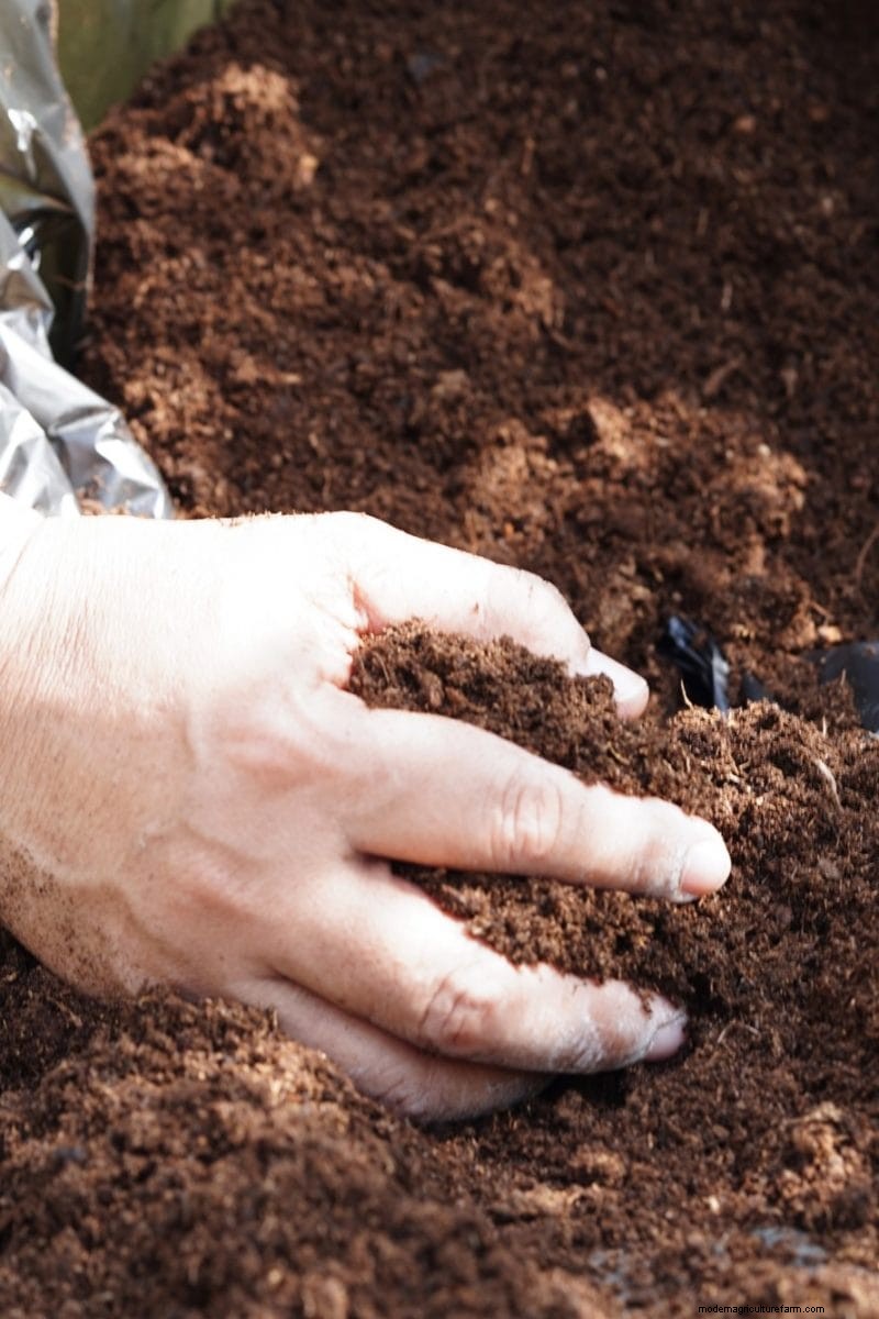 Reusing Used Potting Soil: Creative & Sustainable Ideas