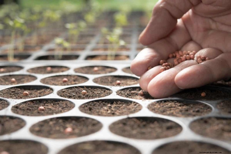 Reusing Used Potting Soil: Creative & Sustainable Ideas