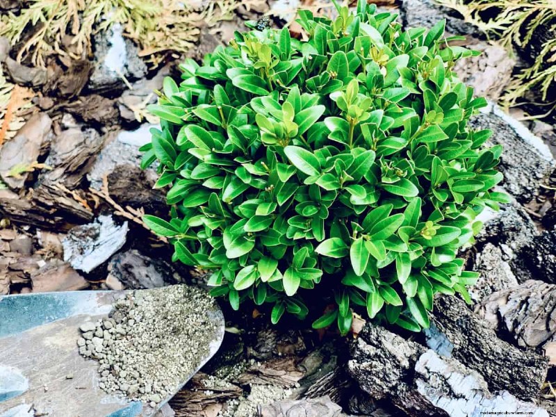 Reusing Used Potting Soil: Creative & Sustainable Ideas