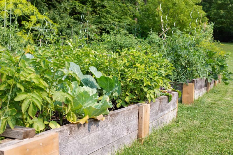 Heat-Tolerant Vegetables: 15 Plants for Sunny, Hot Climates