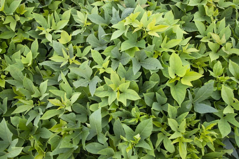 Heat-Tolerant Vegetables: 15 Plants for Sunny, Hot Climates
