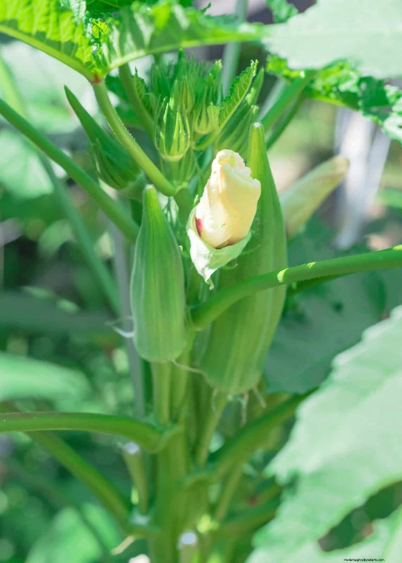 Heat-Tolerant Vegetables: 15 Plants for Sunny, Hot Climates