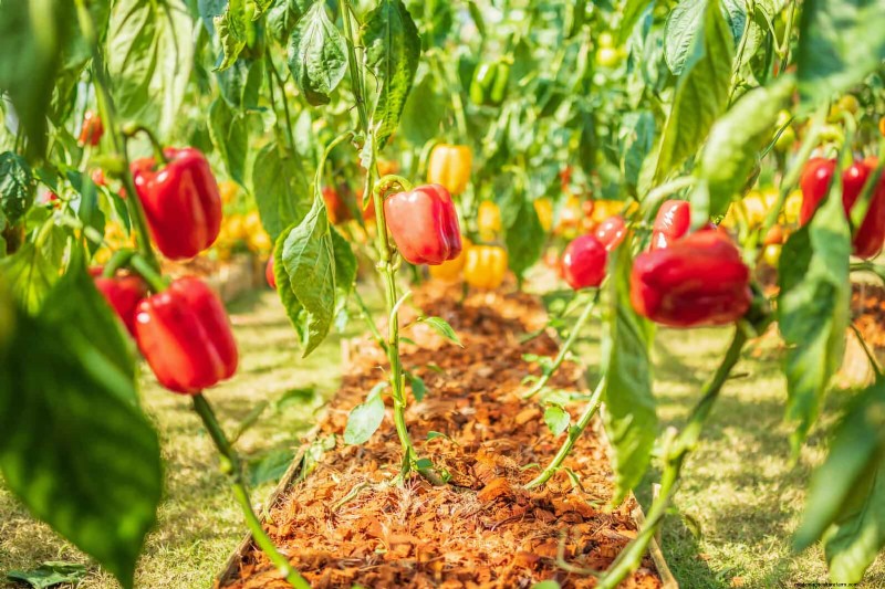 Heat-Tolerant Vegetables: 15 Plants for Sunny, Hot Climates