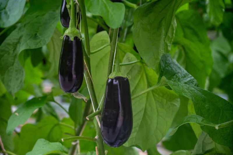 Heat-Tolerant Vegetables: 15 Plants for Sunny, Hot Climates