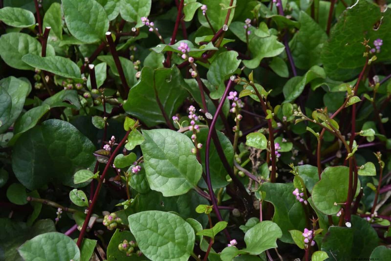 Heat-Tolerant Vegetables: 15 Plants for Sunny, Hot Climates