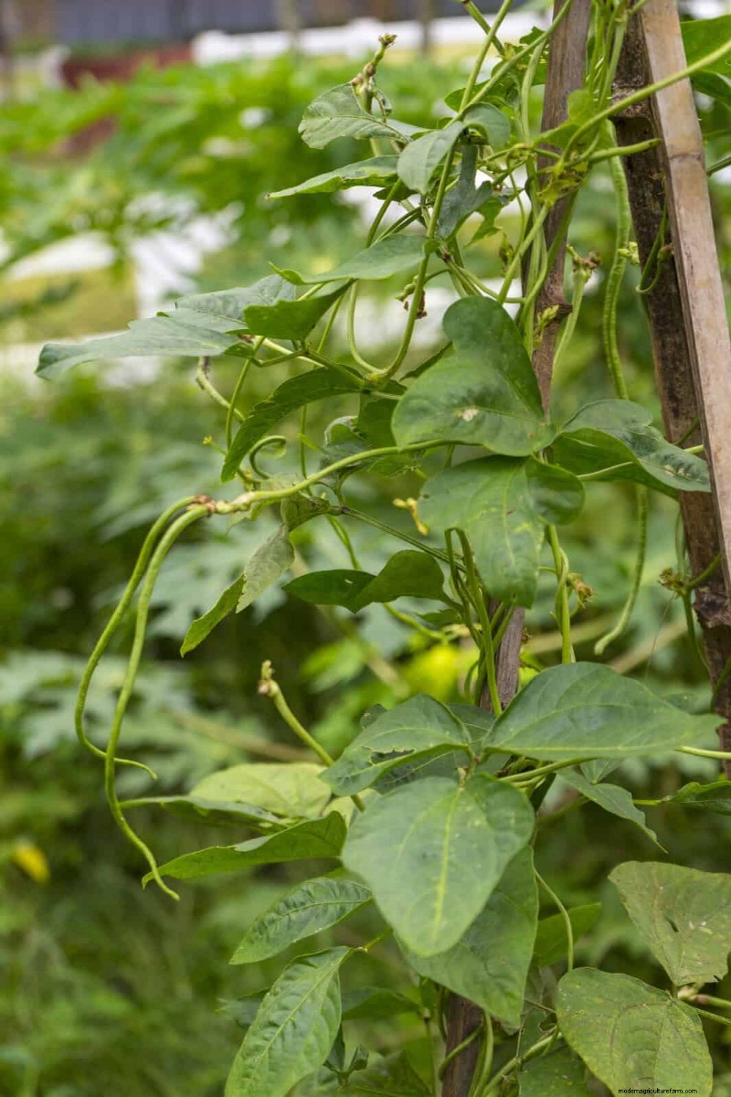 Heat-Tolerant Vegetables: 15 Plants for Sunny, Hot Climates