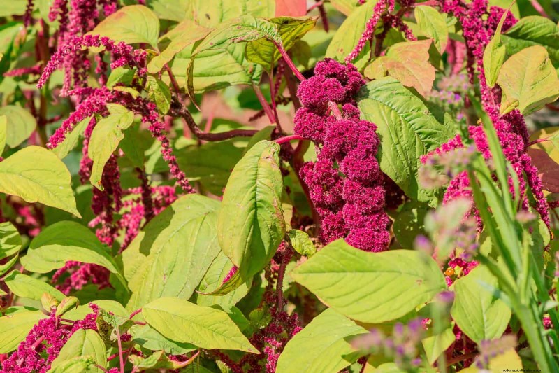 Heat-Tolerant Vegetables: 15 Plants for Sunny, Hot Climates