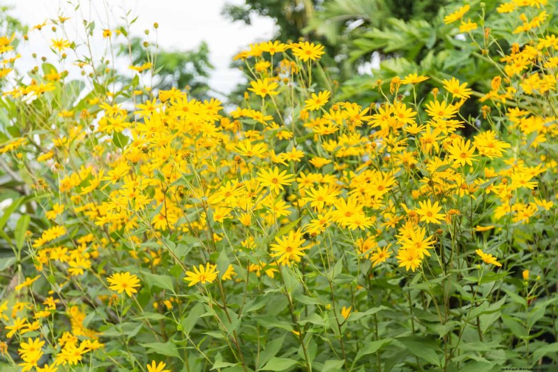 Heat-Tolerant Vegetables: 15 Plants for Sunny, Hot Climates