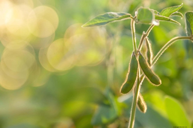 Heat-Tolerant Vegetables: 15 Plants for Sunny, Hot Climates
