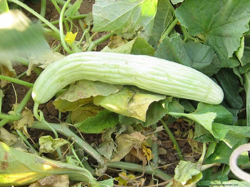 Heat-Tolerant Vegetables: 15 Plants for Sunny, Hot Climates