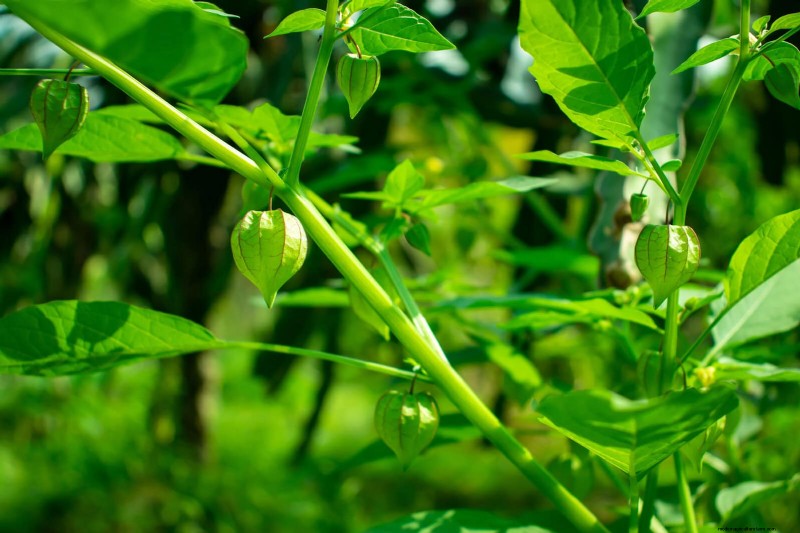 Heat-Tolerant Vegetables: 15 Plants for Sunny, Hot Climates