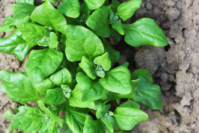 Heat-Tolerant Vegetables: 15 Plants for Sunny, Hot Climates