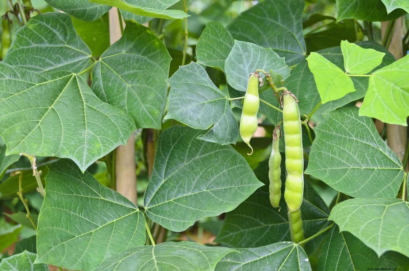 Heat-Tolerant Vegetables: 15 Plants for Sunny, Hot Climates