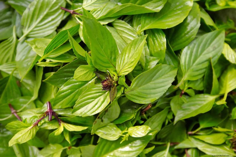 Heat-Tolerant Vegetables: 15 Plants for Sunny, Hot Climates