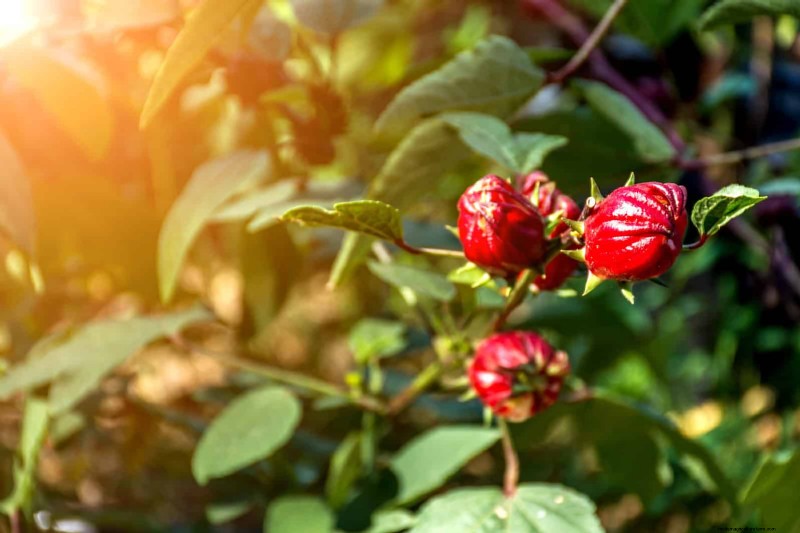 Heat-Tolerant Vegetables: 15 Plants for Sunny, Hot Climates