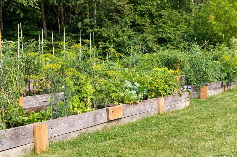 Heat-Tolerant Vegetables: 15 Plants for Sunny, Hot Climates