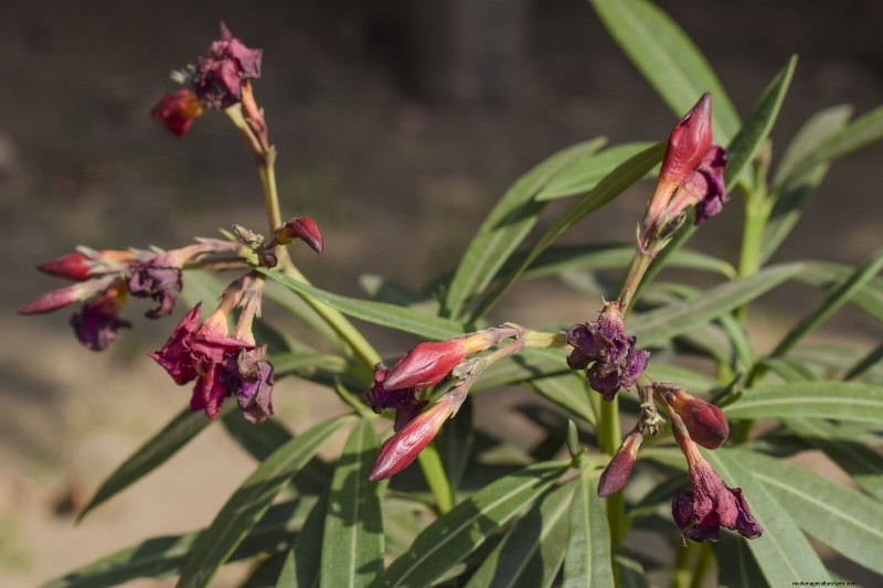 24 Common Gardening Mistakes & How to Fix Them