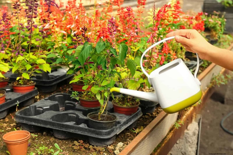 24 Common Gardening Mistakes & How to Fix Them