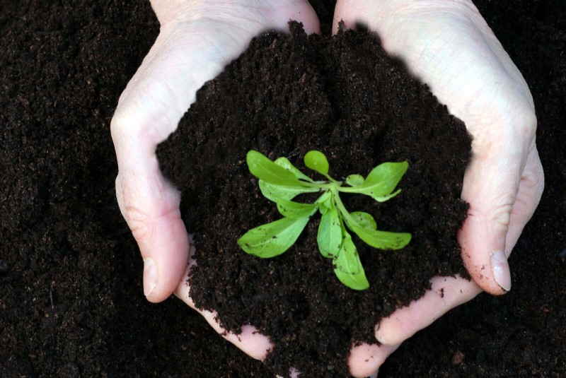 24 Common Gardening Mistakes & How to Fix Them
