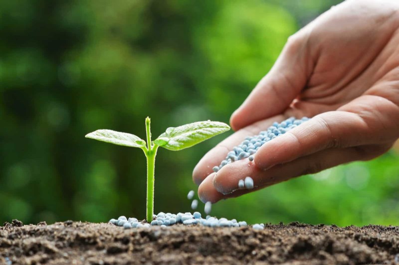 24 Common Gardening Mistakes & How to Fix Them