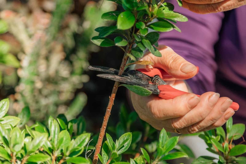 24 Common Gardening Mistakes & How to Fix Them