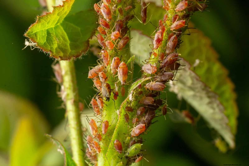 24 Common Gardening Mistakes & How to Fix Them