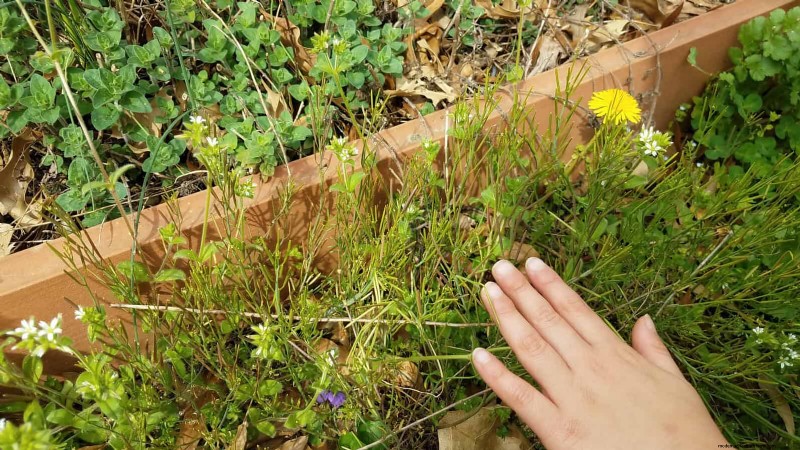 24 Common Gardening Mistakes & How to Fix Them