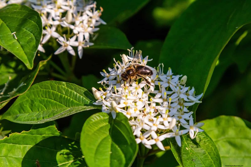 24 Common Gardening Mistakes & How to Fix Them