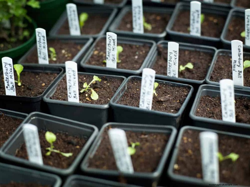 24 Common Gardening Mistakes & How to Fix Them