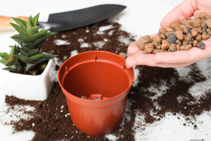 24 Common Gardening Mistakes & How to Fix Them