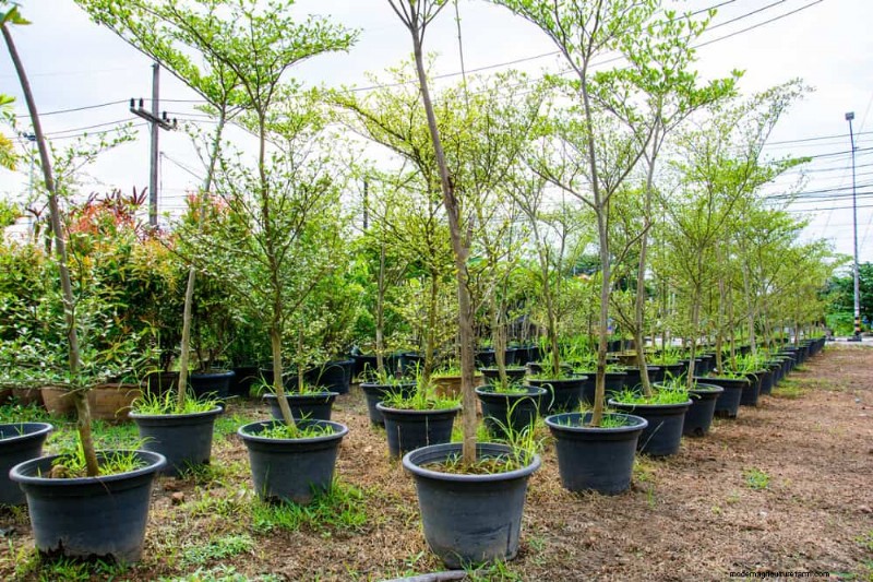 24 Common Gardening Mistakes & How to Fix Them