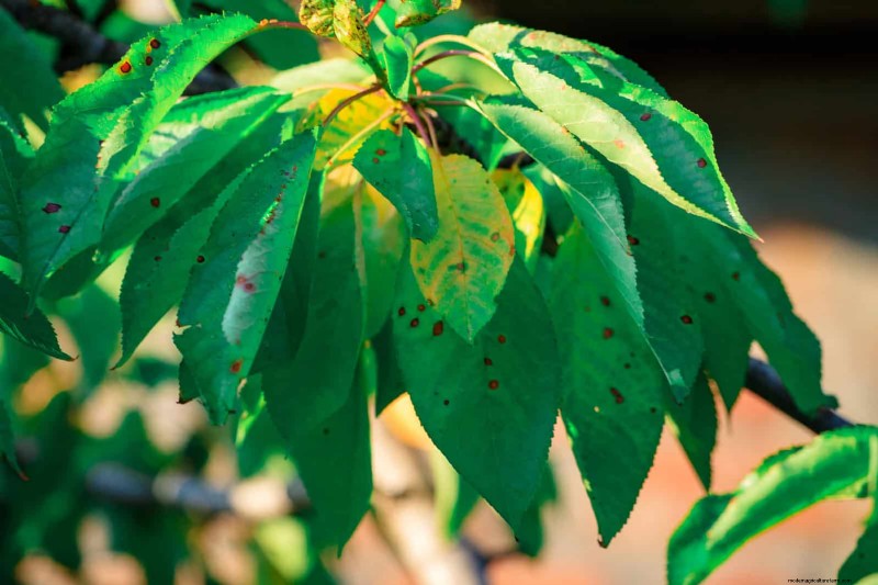 24 Common Gardening Mistakes & How to Fix Them