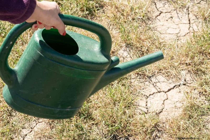 24 Common Gardening Mistakes & How to Fix Them