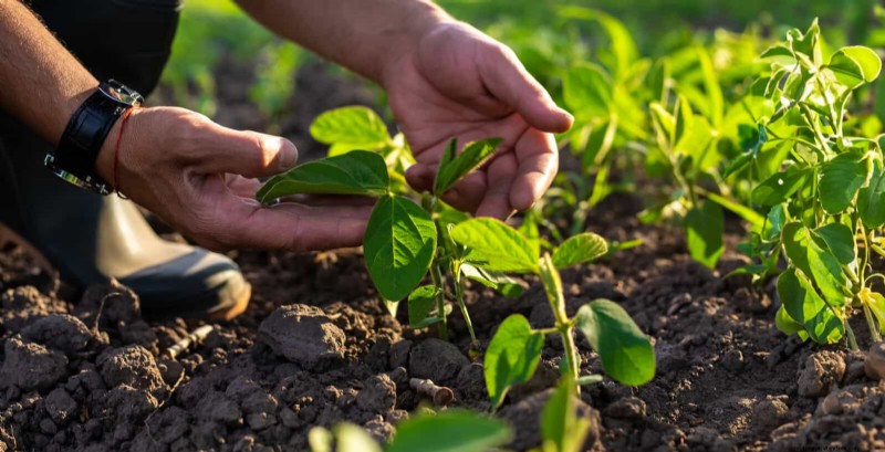 24 Common Gardening Mistakes & How to Fix Them