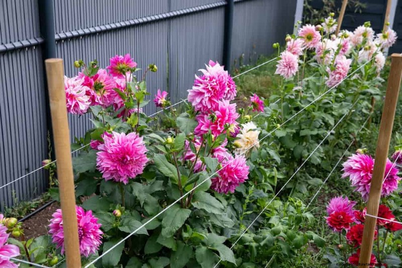 24 Common Gardening Mistakes & How to Fix Them