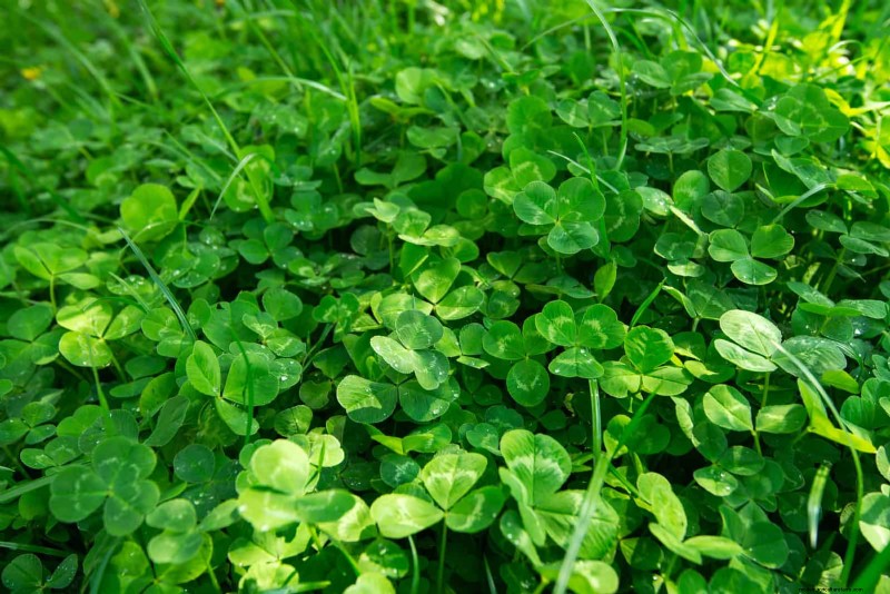 Water-Wise Landscaping: 21 Ideas for Low-Maintenance & Eco-Friendly Yards