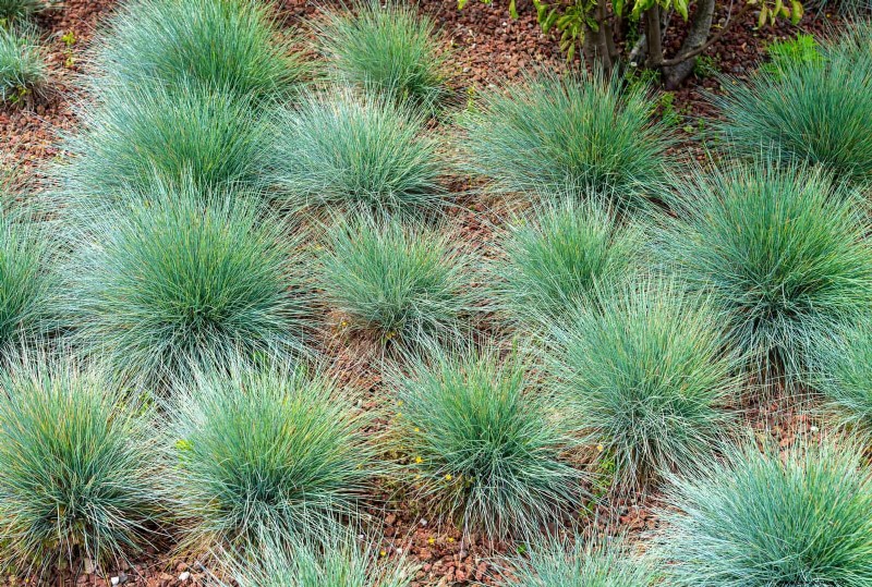 Water-Wise Landscaping: 21 Ideas for Low-Maintenance & Eco-Friendly Yards