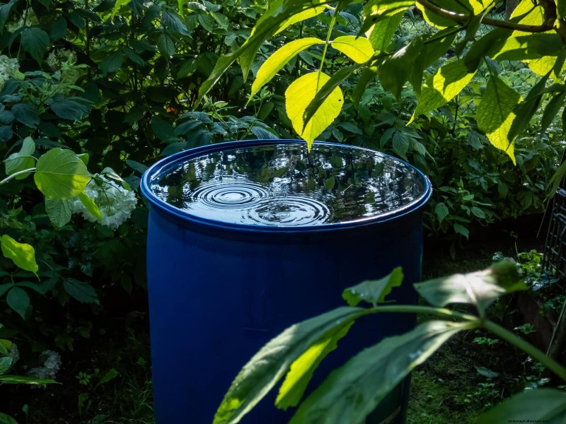 Water-Wise Landscaping: 21 Ideas for Low-Maintenance & Eco-Friendly Yards