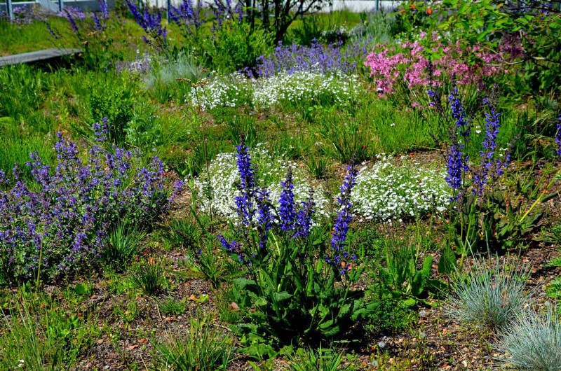 Water-Wise Landscaping: 21 Ideas for Low-Maintenance & Eco-Friendly Yards