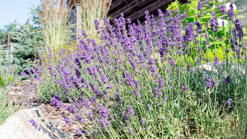 Water-Wise Landscaping: 21 Ideas for Low-Maintenance & Eco-Friendly Yards
